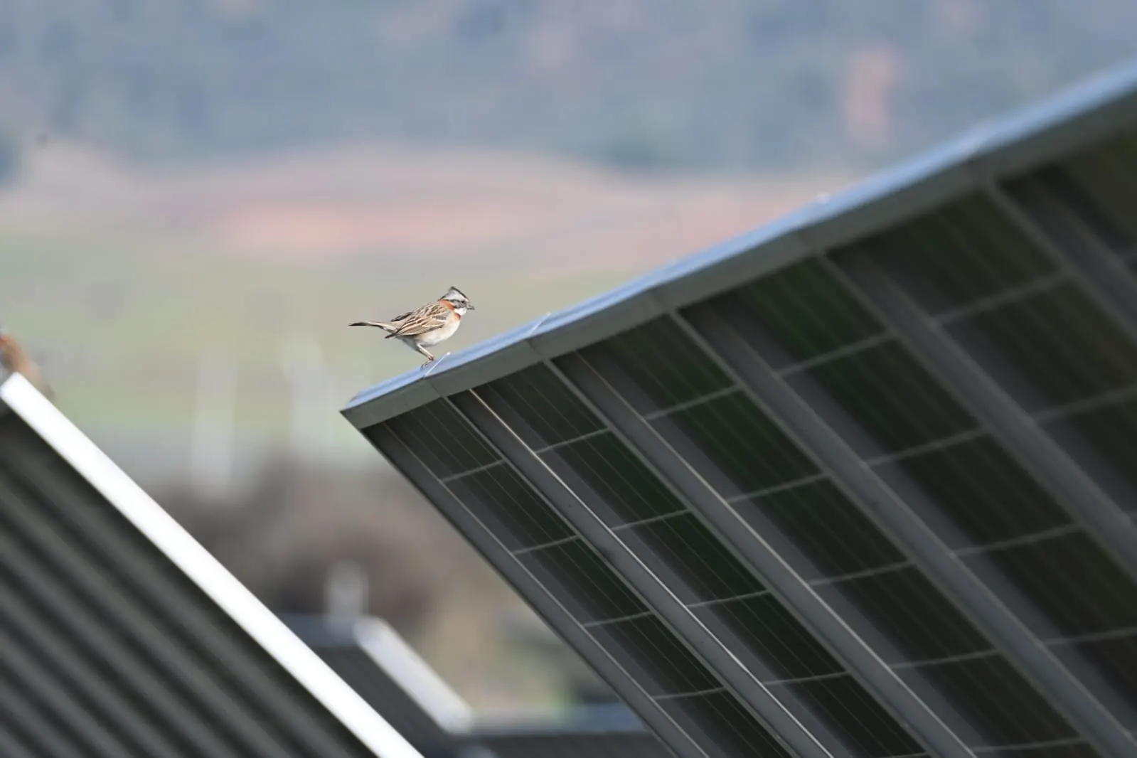 Ave posada en un panel fotovoltaico