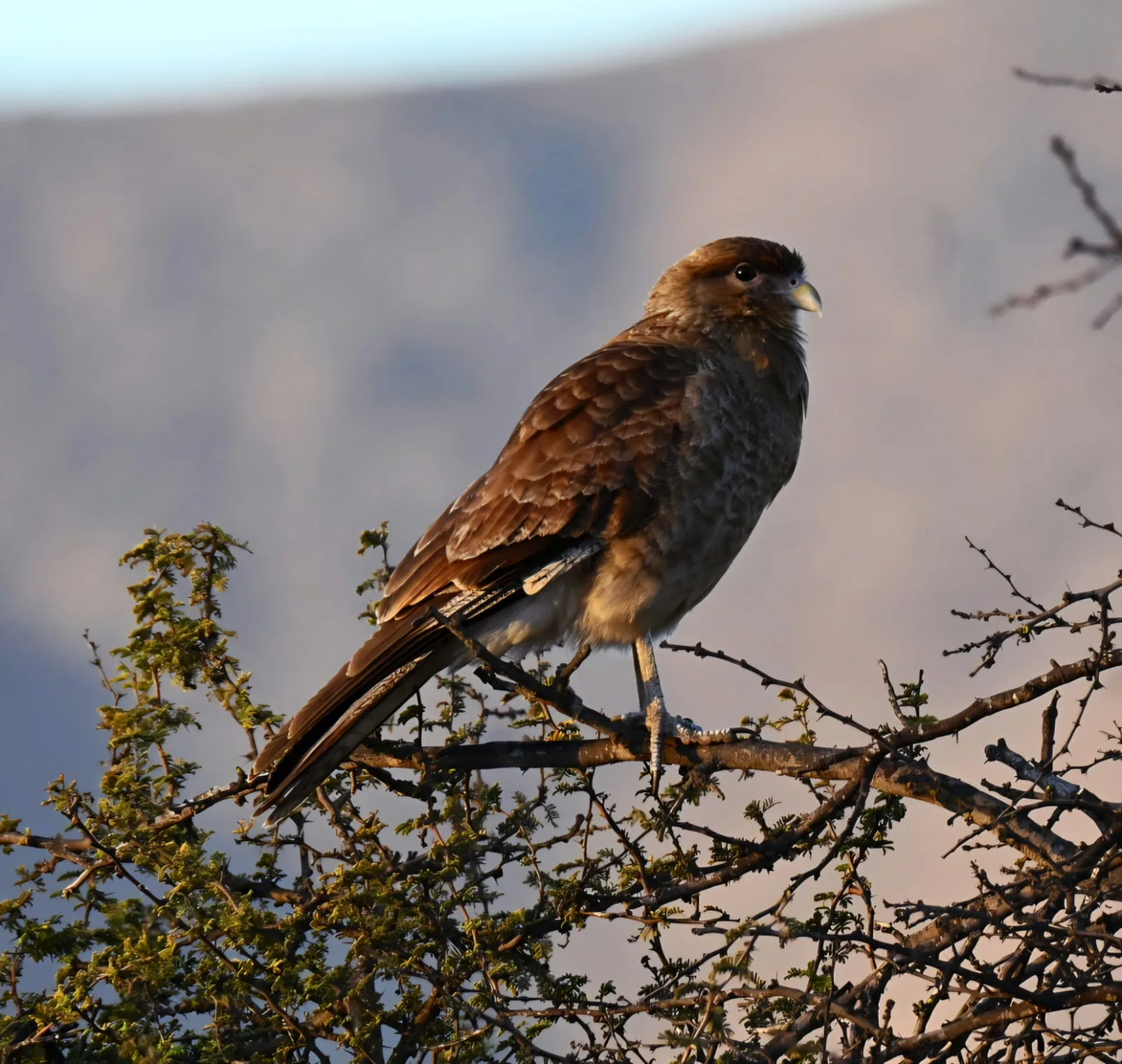Fauna Silvestre